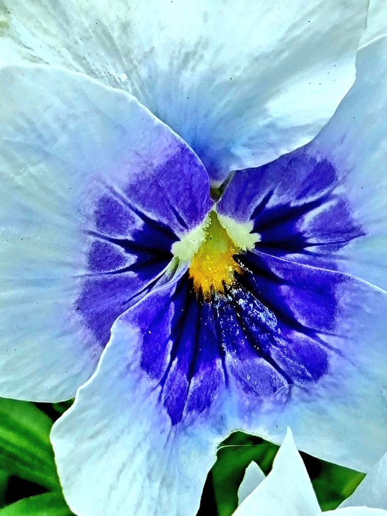 Nature's Artwork🎨
The Centre of Pansies