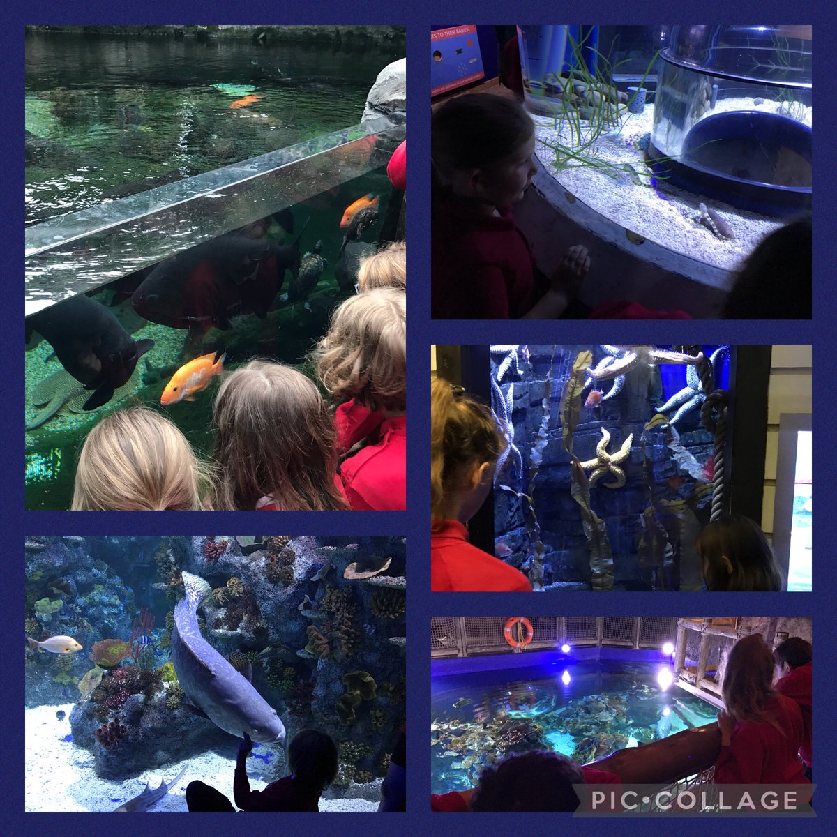 Year 2-6 have had a wonderful day at @BristolAquarium learning about the diversity of life in the ocean. We have learned many ways the creatures have adapted to life in the ocean. #EthicalInformedCitizens