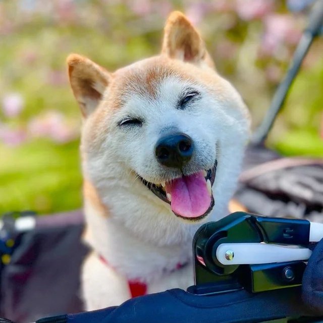 Kabosu, the Shiba Inu who became an iconic meme and the face of Dogecoin, passed away this morning She was 18 years old RIP to an internet legend