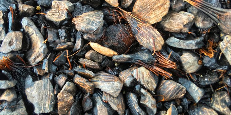safety4sea's tweet photo. BIMCO has issued a timely reminder regarding the risks involved in the sea transport of palm kernel shells in solid bulk form.
#palmkernelshells
Click here for more info ➡️https://t.co/yO5qqkFK3a https://t.co/XvK3mL0v2W