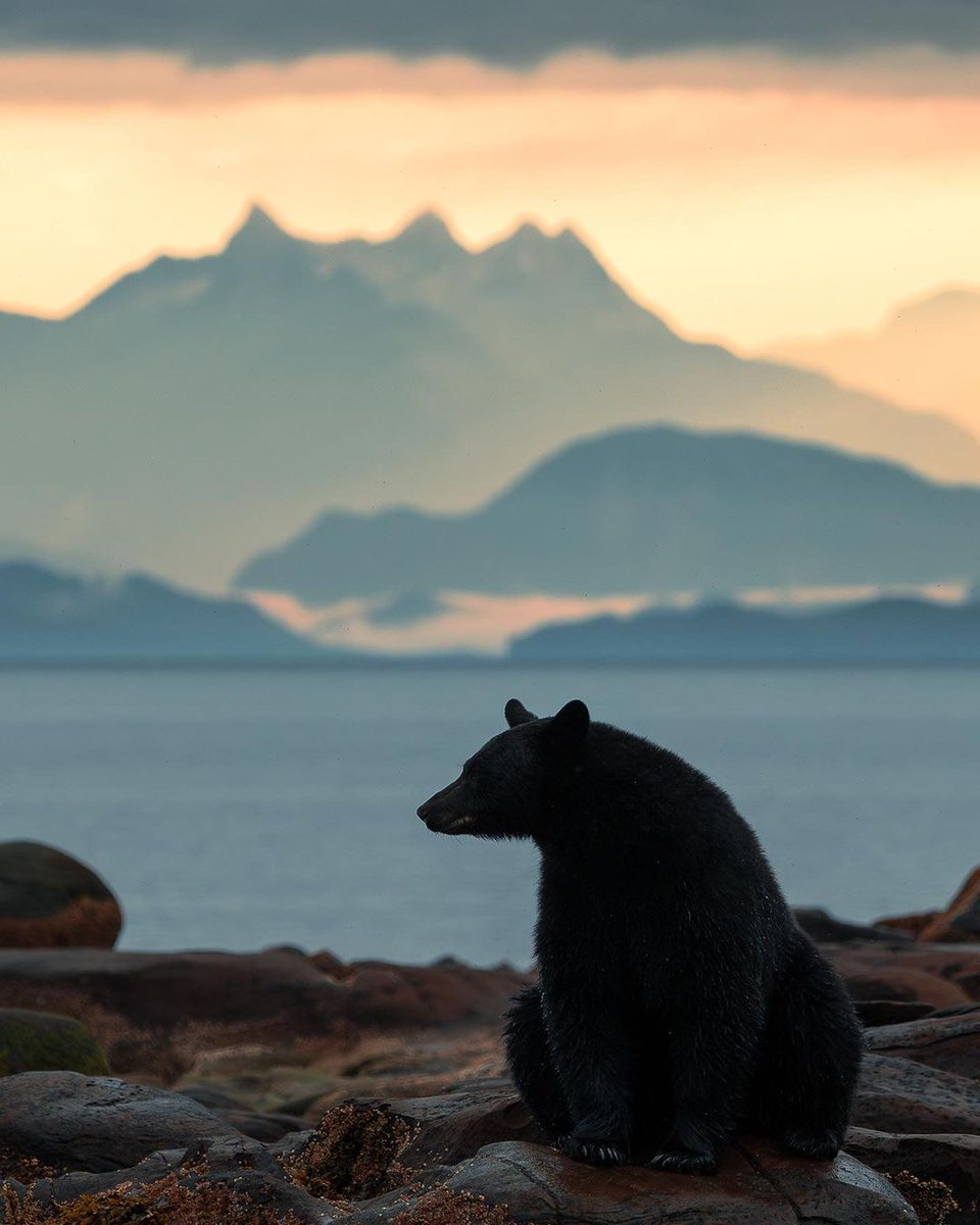 #DYK: the black bear is the smallest and most widely distributed bear species in North America, found in every province and territory in Canada except Prince Edward Island. 📷: kwexphoto /IG #sharecangeo #wildlife #wildlifephotography