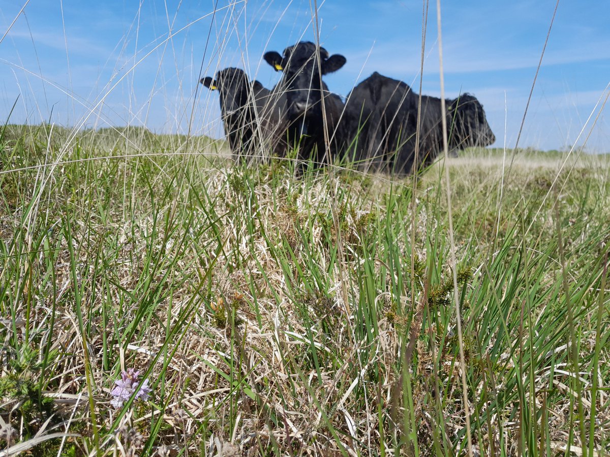 Happy Welsh Blacks grazing our unique heathland places. They help us care for this unique habitat leading the way forward for the way we care for areas along the coast as well. Happy weekend everyone.