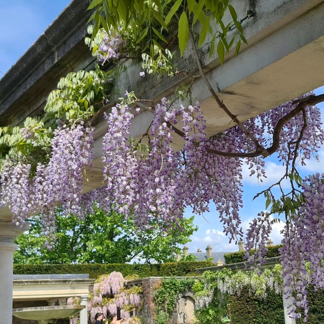 Escape into a watercolour painting of wisteria at @DyffrynGardenNT. Sooth your senses in the Pompeian Garden, listening to the gentle trickle of the water fountain and the quiet hum of bees in the lilac flowers, cascading down the colonnades. Plan a visit: bit.ly/2EaVYhr