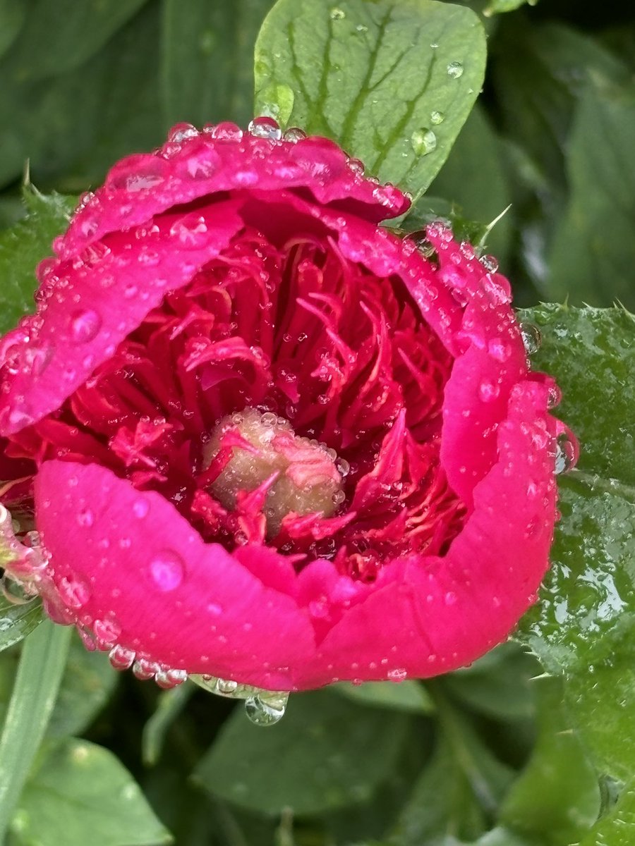 #Poppy n #peony in the rain.
