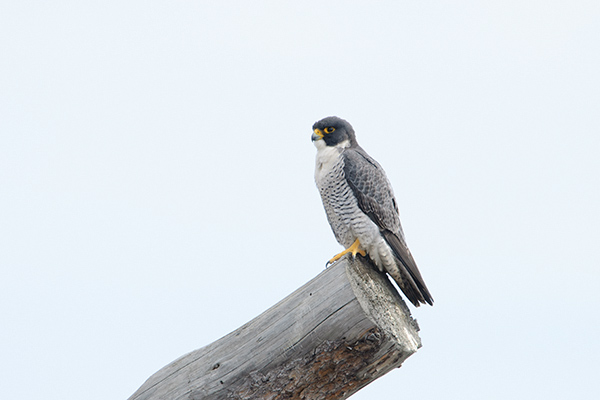 A Peregrine Falcon on a log.

You can purchase the photo here: jan-luit.pixels.com/featured/pereg…

#WildlifePhotography #NaturePhotography #Wildlife #PhotographyIsArt #Photography #fotografie #Birds #AYearForArt #BuyIntoArt #Birding #Birdwatching #Vogel #Animals #GiveArt #Giftidea #Art