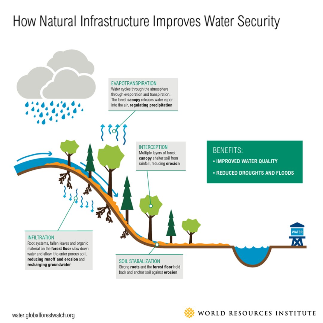 #Wildfires threaten water security🌳🔥💧 After a wildfire there are fewer #trees to intercept water runoff from storms, & soil becomes unstable and more prone to erosion. When it rains, more sediment, ash & pollutants end up flowing into lakes, rivers & reservoirs. 5 Ways