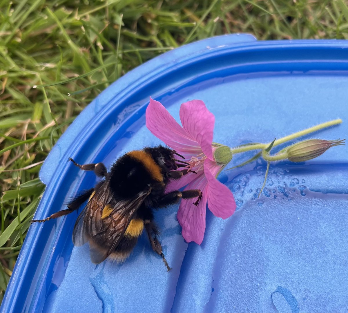Just done some almost dead bee revival with some sugary water and a flower head 😀