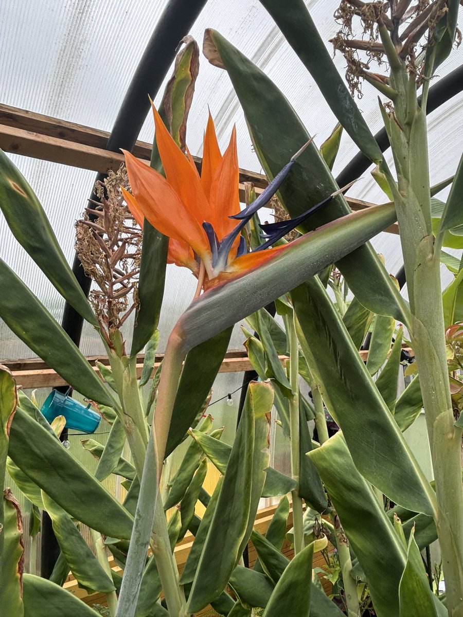 My first ever  #birdofParadise flower. After I had given up!!