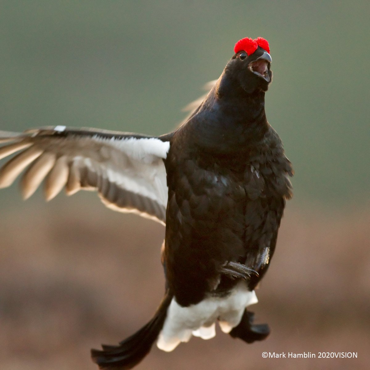 The weekend is here! 🎉 Are you heading out exploring? If you are looking for somewhere new to explore, head over to our website to find out about our reserves! scottishwildlifetrust.org.uk/our-work/our-w… #workingforwildlife #nature #weekendvibes