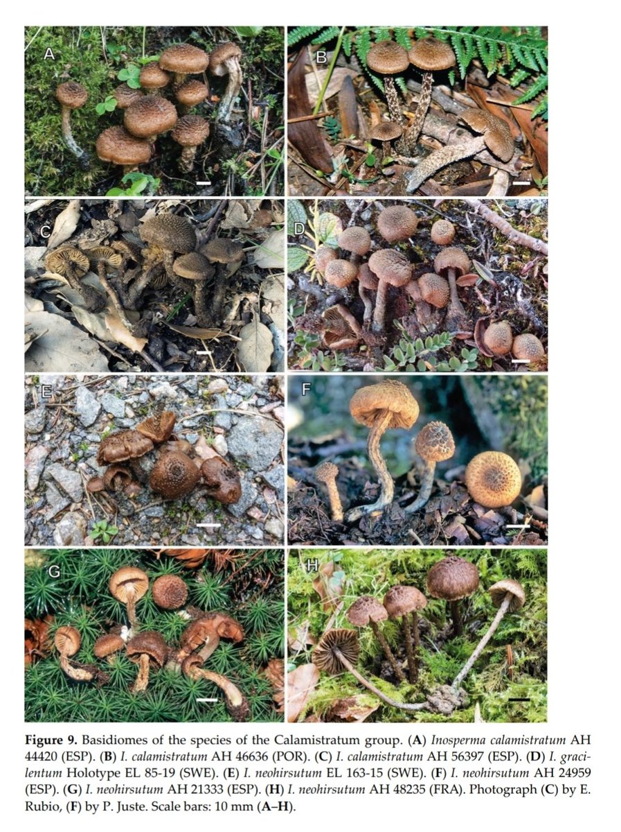 SIM_micoiberica's tweet photo. Basidiomes of the species of the Calamistratum and Geraniodorum groups #Inocybe #discoveringmycology 🍄🌍 https://t.co/DxHIGytg7G