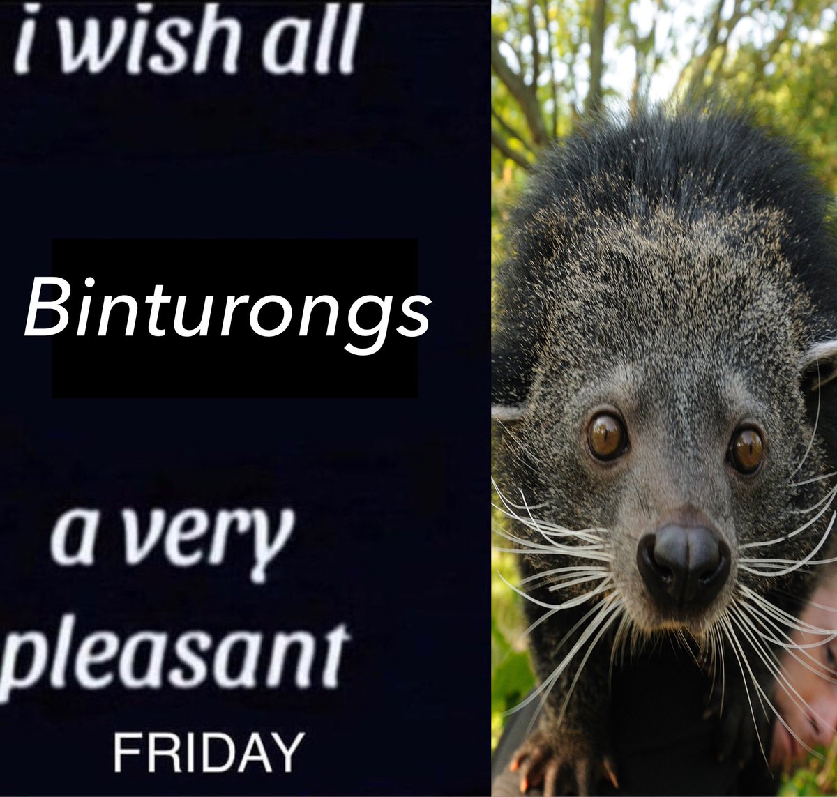 Daily Binturong (@dailybinturong) on Twitter photo 2024-05-24 15:36:52