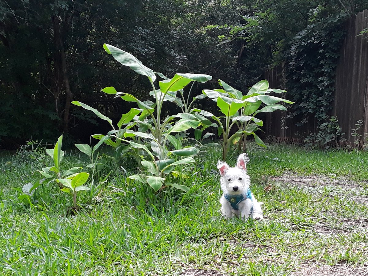 I gotta mow again! Banana trees are growing really slow this year.