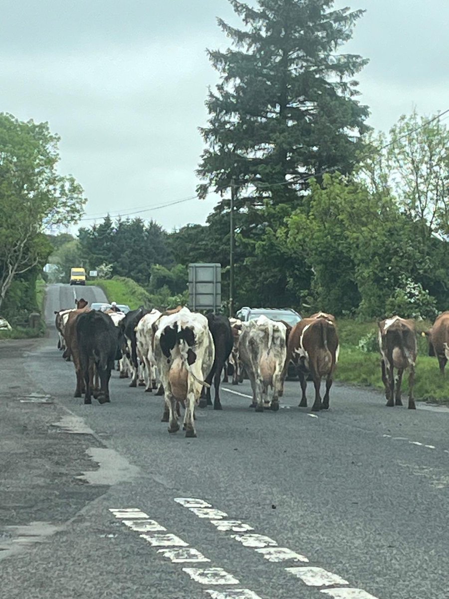 And this was the traffic jam as @NeillMonica and James made their way home from the Sensory processing training this afternoon - live footage!! #FCF24