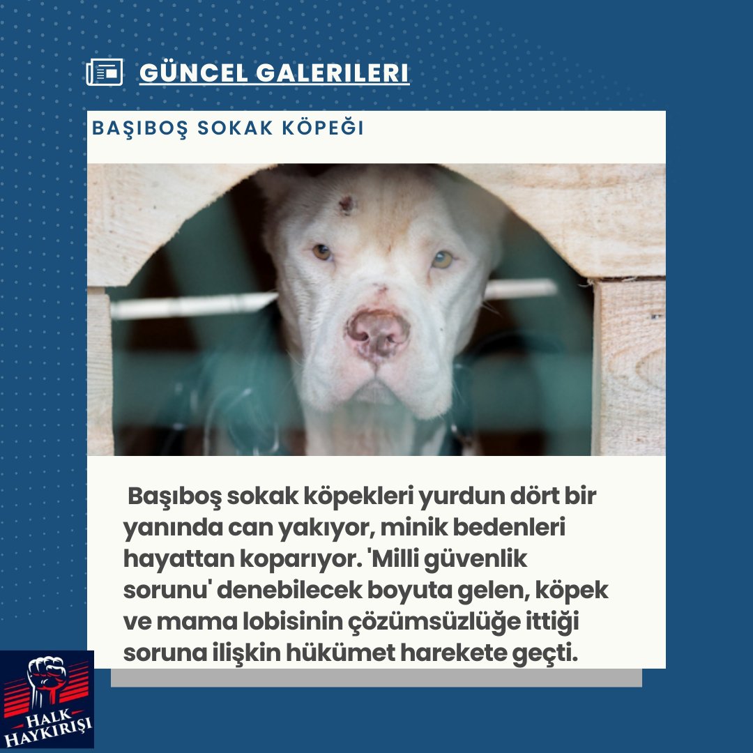 ⭕️ Başıboş sokak köpeği sorununa tarihsel bakış! Atatürk dönemindeki Resmi Gazete'de 'umumi mücade' vurgusu: 'İtlaf'lı çözümün belgesi !!

#Hayvanlaryaşamakistiyor 
#resmigazete