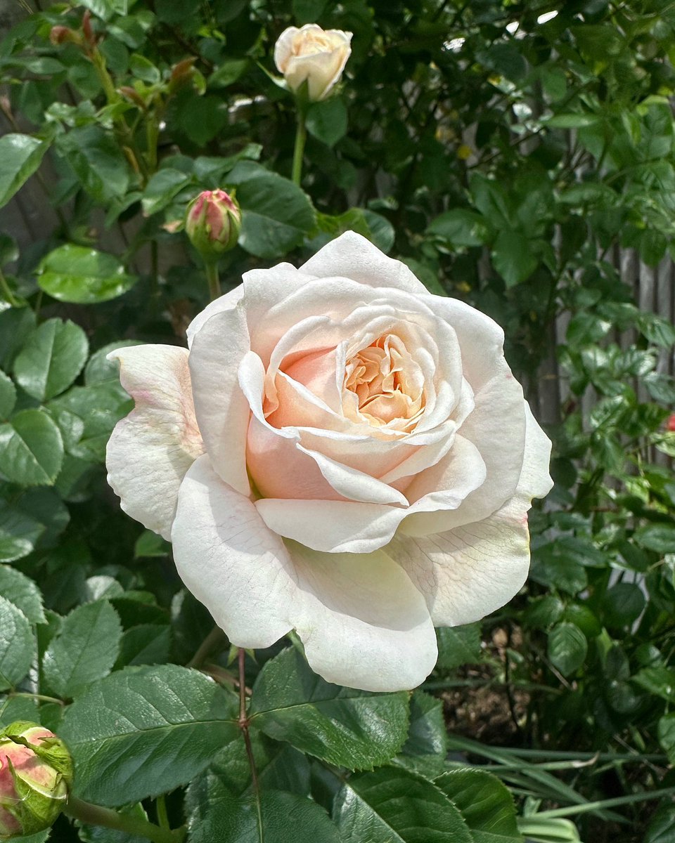 Happy Friday, have a calm weekend with Rose Tranquility 🤍🌹#Flowers #Gardening #Roses