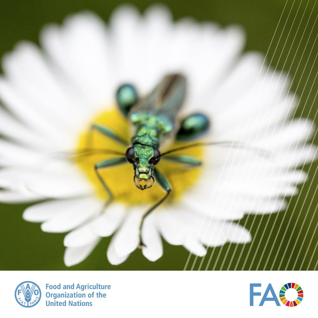 🕸️Our world is made of an invisible web. Loss of species weakens this web & can alter an entire ecosystem, & this affects us too. Take pollinators for example. Without them, most of our food wouldn't exist. @FAO's work to protect #biodiversity 👉 bit.ly/3Fkqo1s