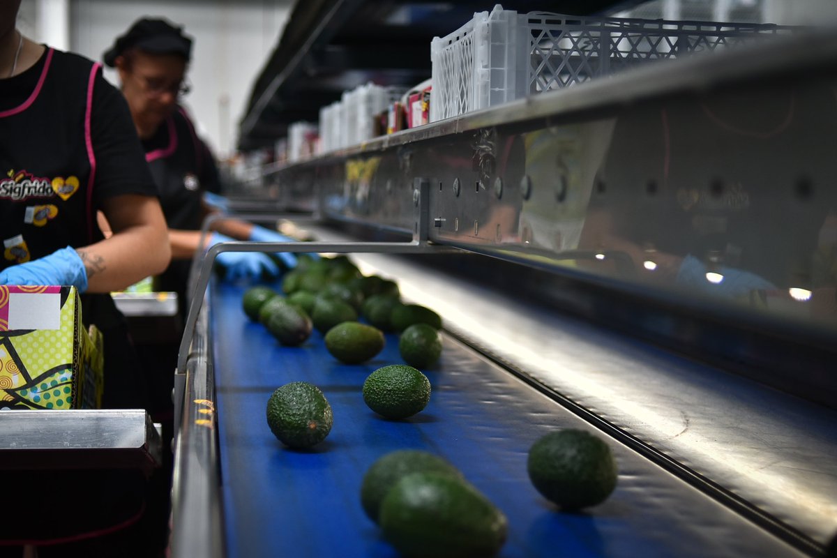 La delegada de la Junta, @Navarro_PP, ha visitado la empresa distribuidora de subtropicales @SigfridoFruit en Vélez Málaga. La delegada ha agradecido la ayuda del sector agrícola y agroindustrial en su lucha contra la sequía.