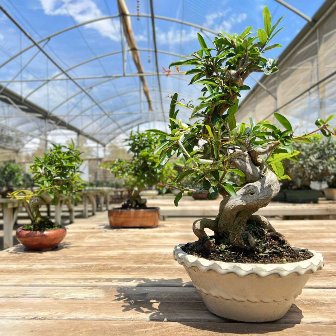 Te presentamos el Punica nejikan, este precioso bonsái no dejará a nadie indiferente.  Su elegante follaje dará un toque único a cualquier espacio.
 #MistralBonsai #árbolesconalma