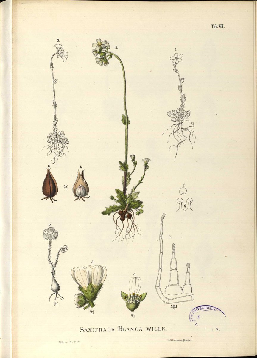 En el verano de 1879, un famoso botánico alemán escribe una carta a una joven aragonesa. Va a ponerle nombre a una nueva planta y tiene que decidir cuál. Ella es Blanca Catalán de Ocón (1860-1904) y será nombrada la primera botánica española. Este libro ya es (casi) una realidad.