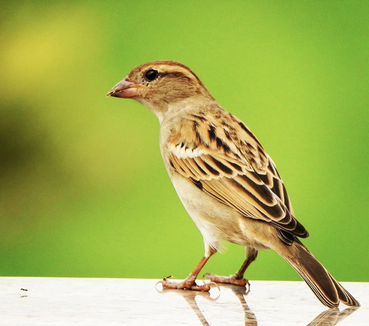 From the balcony a few years back @CarlBovisNature @nehaa_sinha @Avibase #sparrow