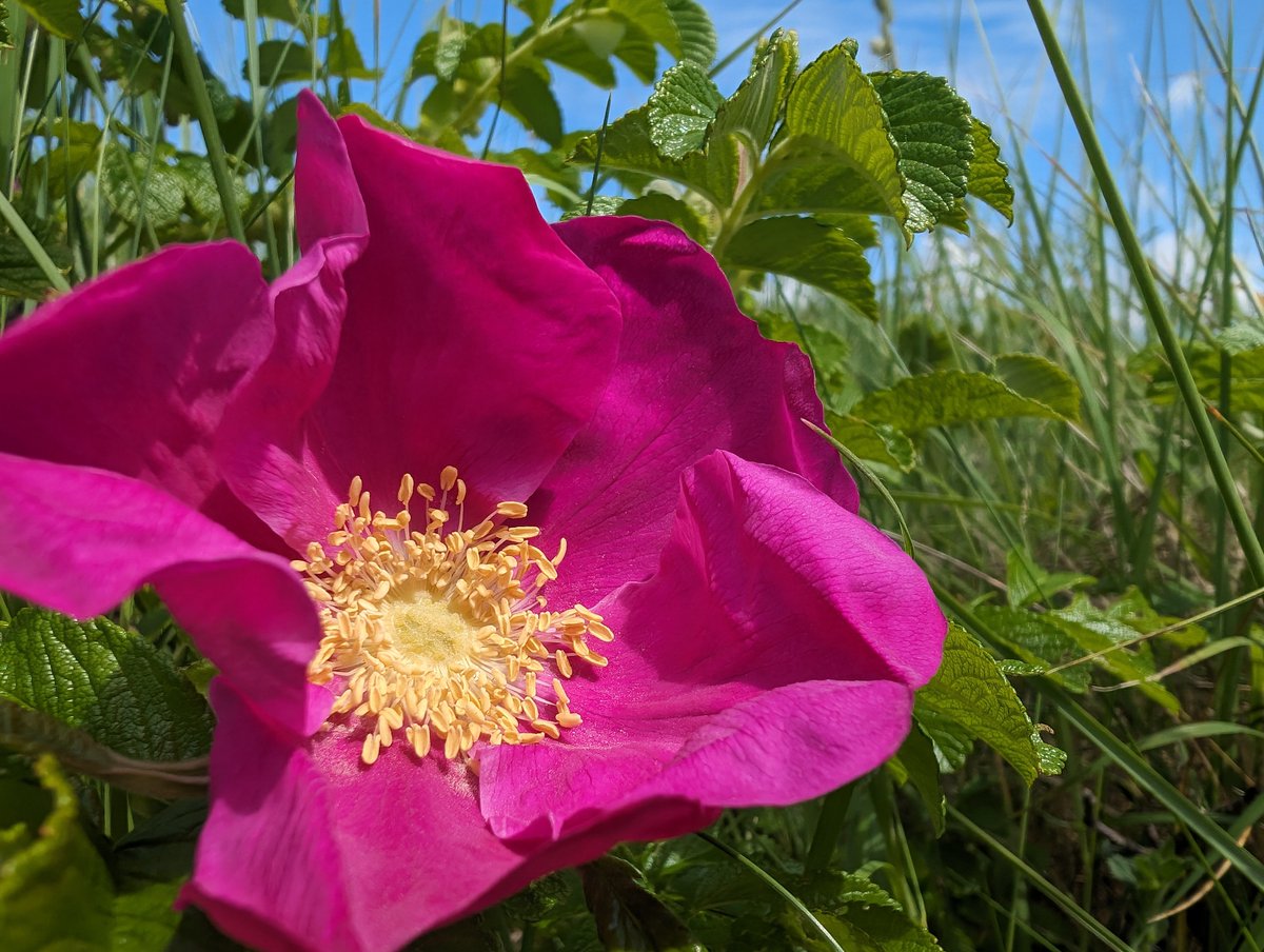 KenfigWarden's tweet image. The sickly sweet scent of Japanese Rose (Rosa rugosa) is starting to fill the air at the river mouth, this invasive non-native quickly spreads, crowding our native plants. If you have seen any on Kenfig, send me the location. #flowerfriday #inns @InvasiveSp #INNSweek