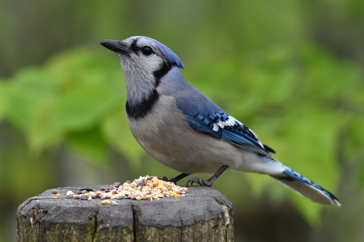 Blue Jay Ontario Canada 🇨🇦