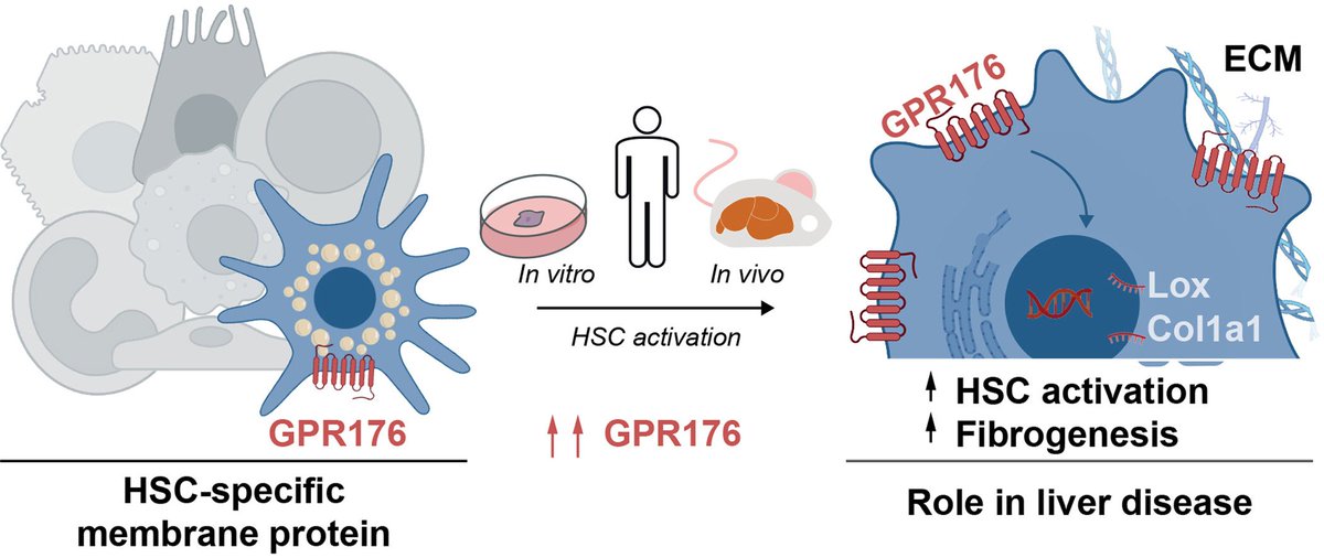 Orphan receptor GPR176 in hepatic stellate cells exerts a profibrotic role in chronic liver disease❕ 🔓#OpenAccess at 👉 jhep-reports.eu/article/S2589-… #LiverTwitter #LiverDisease