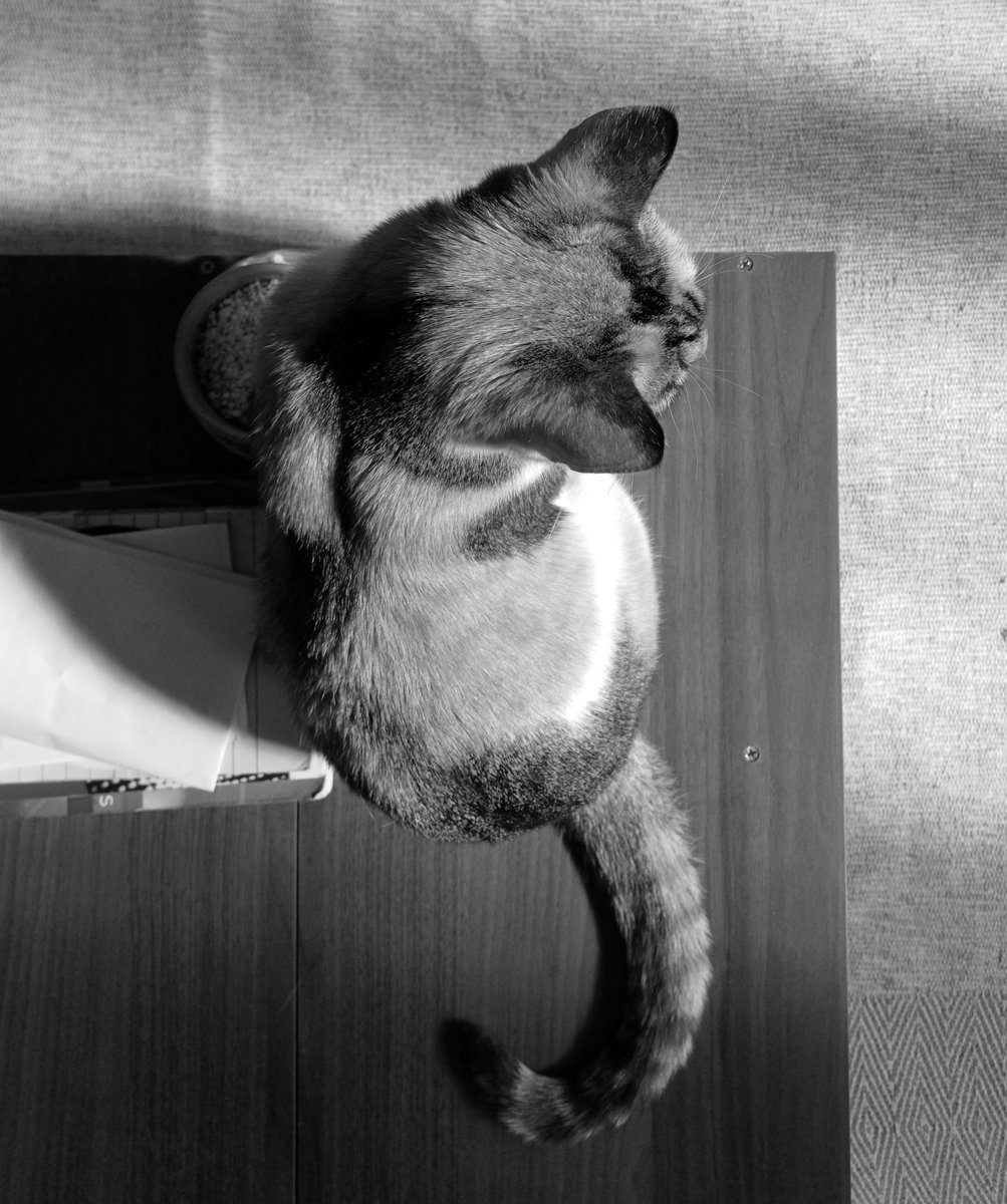 🐈

#catsnoirfriday #catlife #catsinblackandwhite #catstail #sittingpretty 

instagram.com/p/C7W126pIjea/
