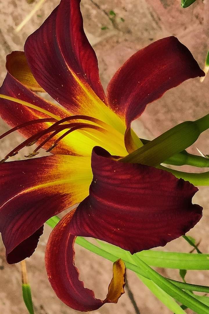 Pune Daylily