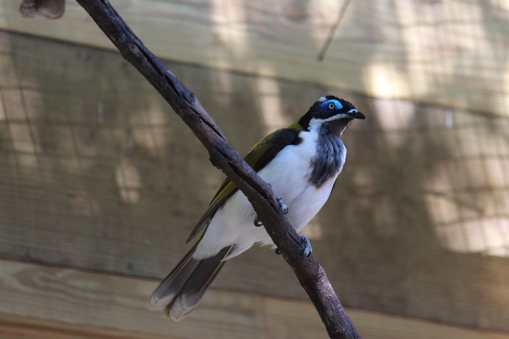 Can you find Malcolm in the Lorikeet aviary? 👓️

Malcolm is a blue-faced honeyeater, a common type of bird found in northern and eastern Australia. 🍯 However, Malcolm and Murphy can be hard to spot in one of the Zoo's busiest aviaries! 🦜

#ZooTampa #UnlockTampaBay #Aviary