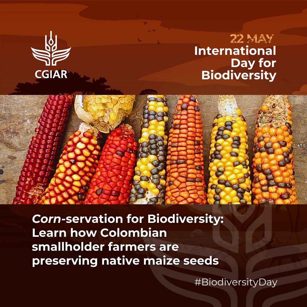 🌽 A-maize-ing work! This International #BiodiversityDay, learn how Colombian smallholder farmers are preserving native maize seeds and enhancing agrobiodiversity: on.cgiar.org/49vVHUH #OneCGIAR #PartofthePlan #ForNature