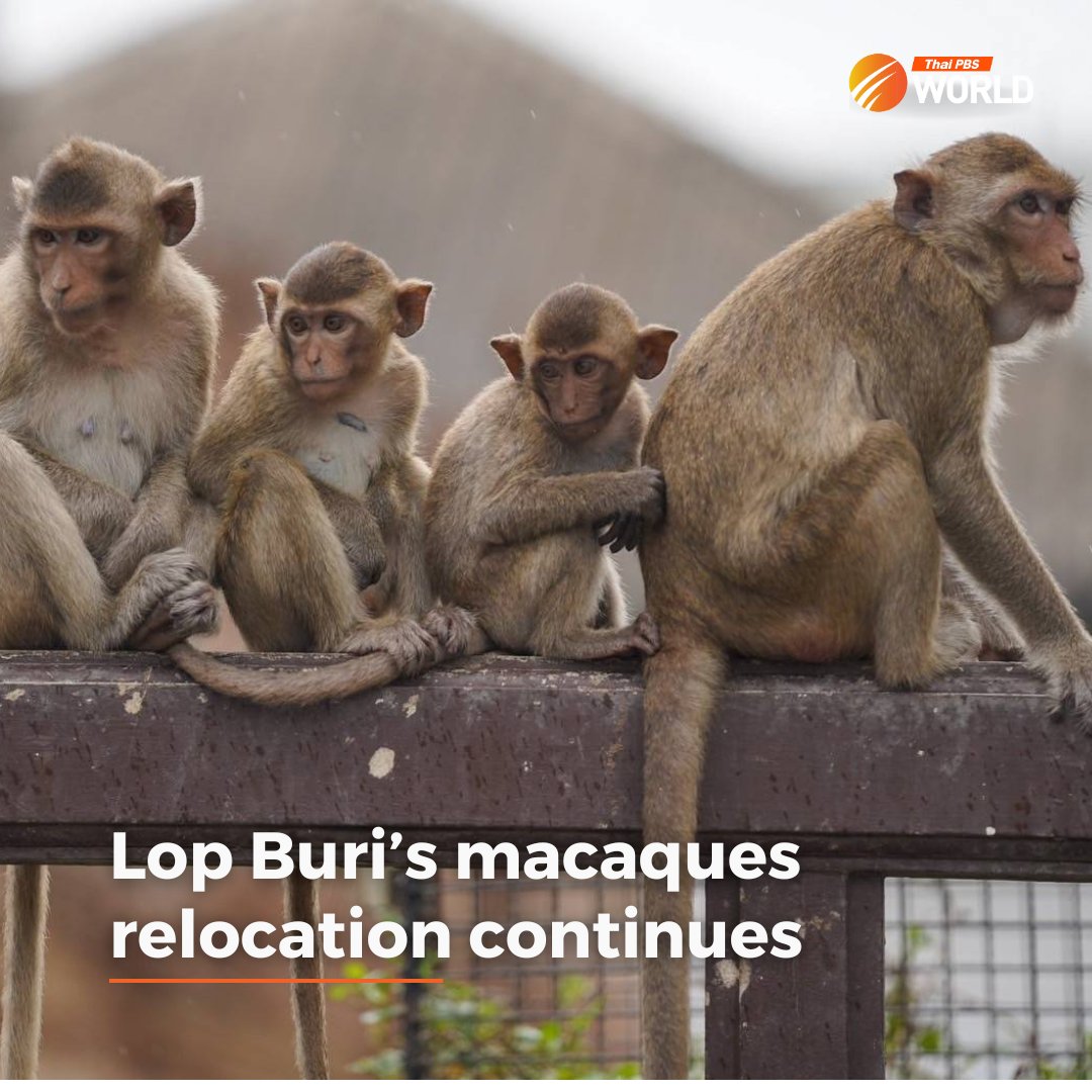 As a new round of macaque captures is underway, Lop Buri province is looking to setup a new tourist attraction, to be called “Muang Pipob Vanorn” (or macaque city), to help re-organise and clean up the central district. Read more: thaipbsworld.com/operation-to-c… #ThaiPBSWorld #Lopburi