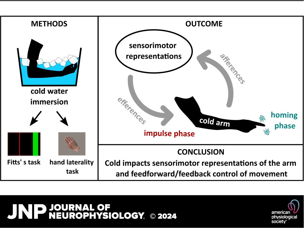 🙋‍♂️🧊In this research Cecile R. Scotto et al. investigated how arm cooling modulates sensorimotor representations and sensorimotor control. 🖱️ow.ly/nQAA50RHhpp #SensorimotorControl #FittssTask #ImplicitMotorImagery #cryotherapy