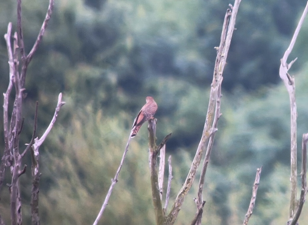 Hepatic Cuckoo at Grimley CLP this morning, perched distantly in one of the dead trees in the main pool. 3 Ringed Plover at Holt flash @WorcsBirding #WorcsBirds