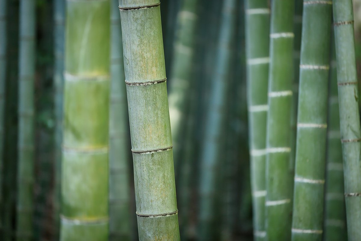 Transparent bamboo materialdistrict.com/article/transp… #materialinspiration #bamboo #boomingbamboo #transparentbamboo #materialresearch #glassalternative #biobasedmaterials #csuft #materialdistrict