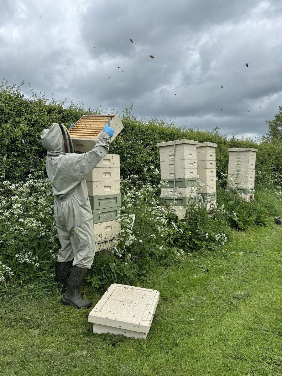 How is your season going?

#springhoney #spring #ukbeekeepers #beefarmer #bfa #beefarmersoftheuk #queenbees #buckfastbees #queenapiary #buckfastqueen #ukqueens #britishbees #beefarmersassociation #honeybees #honeybee #beekeeping #honey #bees #ukbeekeepers #beekeeper