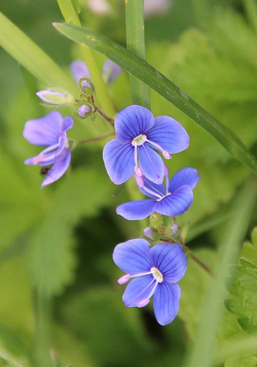 #Artenvielfalt in #Jena: Am Wegrand findet man den Gamander-Ehrenpreis. Früher dachte man, dass es Gewitter gibt, wenn man ihn abpflückt. Wir konnten das bisher nicht nachweisen.