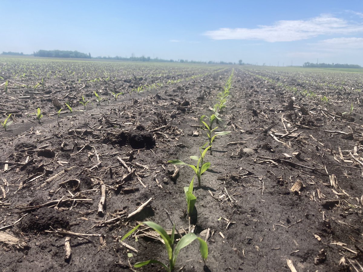 GehrlsJake's tweet photo. A few of our new products for 2025. A626-39 in the first picture and A631-08 in the second. Looking solid out of the ground in a tough situation. Can’t wait to see how these two products progress. @AgriGold #LetsTalkSeed https://t.co/WvsbMwAfuh
