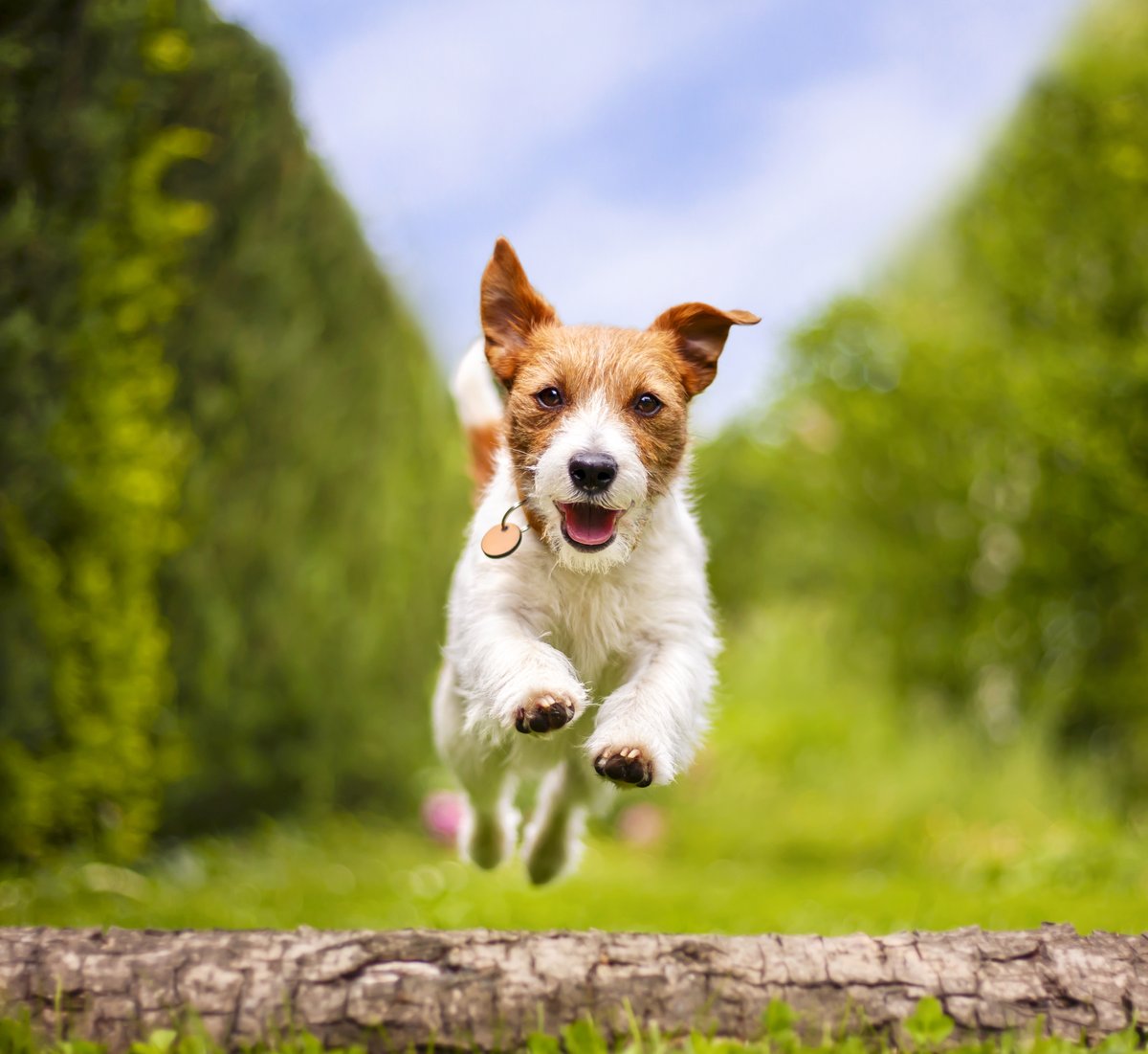 Long weekend mood! 🐶 📸 #Canon EOS R6 Lens: EF 50mm f/1.8 STM