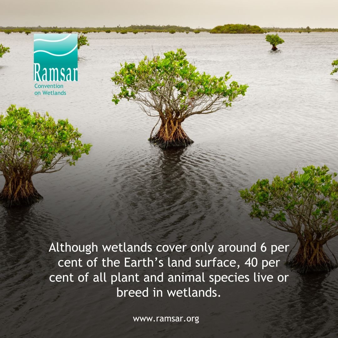 🌿Wetland biodiversity matters for our health, our food supply, for tourism and for jobs.

🏞️ Wetlands are vital for humans, for other ecosystems and for our climate, providing essential ecosystem services.

#WetlandConservation #WetlandsMatter

Via @RamsarConv