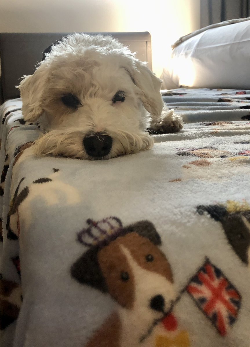 New hotel and we even have our own bed! And it has our blanket on! Last stretch tomorrow - and HOME! 😘🐾❤️🇬🇧👏 #sealyhamterrier #sealyhamterriers #terrier #dog #dogs #dogsofX #dogsonX #vulnerablenativebreed