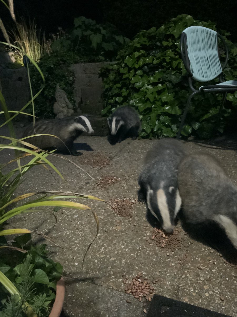 Five badgers here this evening including a very small one.  Can’t get a good pic of the little one but he was so cute. 
(Not great pics at all because they will not keep still)

#SaveOurWildlife. #GTTO