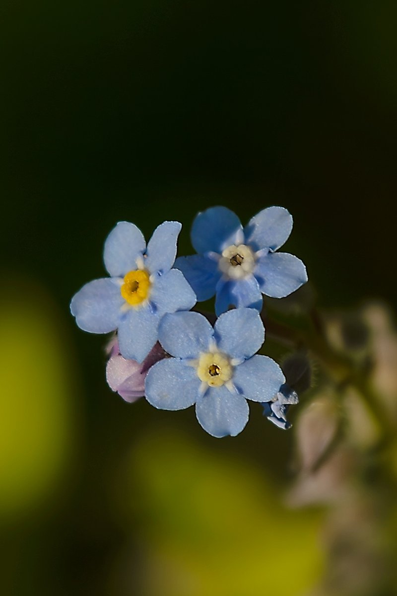 EB_Bob's tweet image. Sending you "Forget-Me-Nots".... #EastBay #Mayflowers