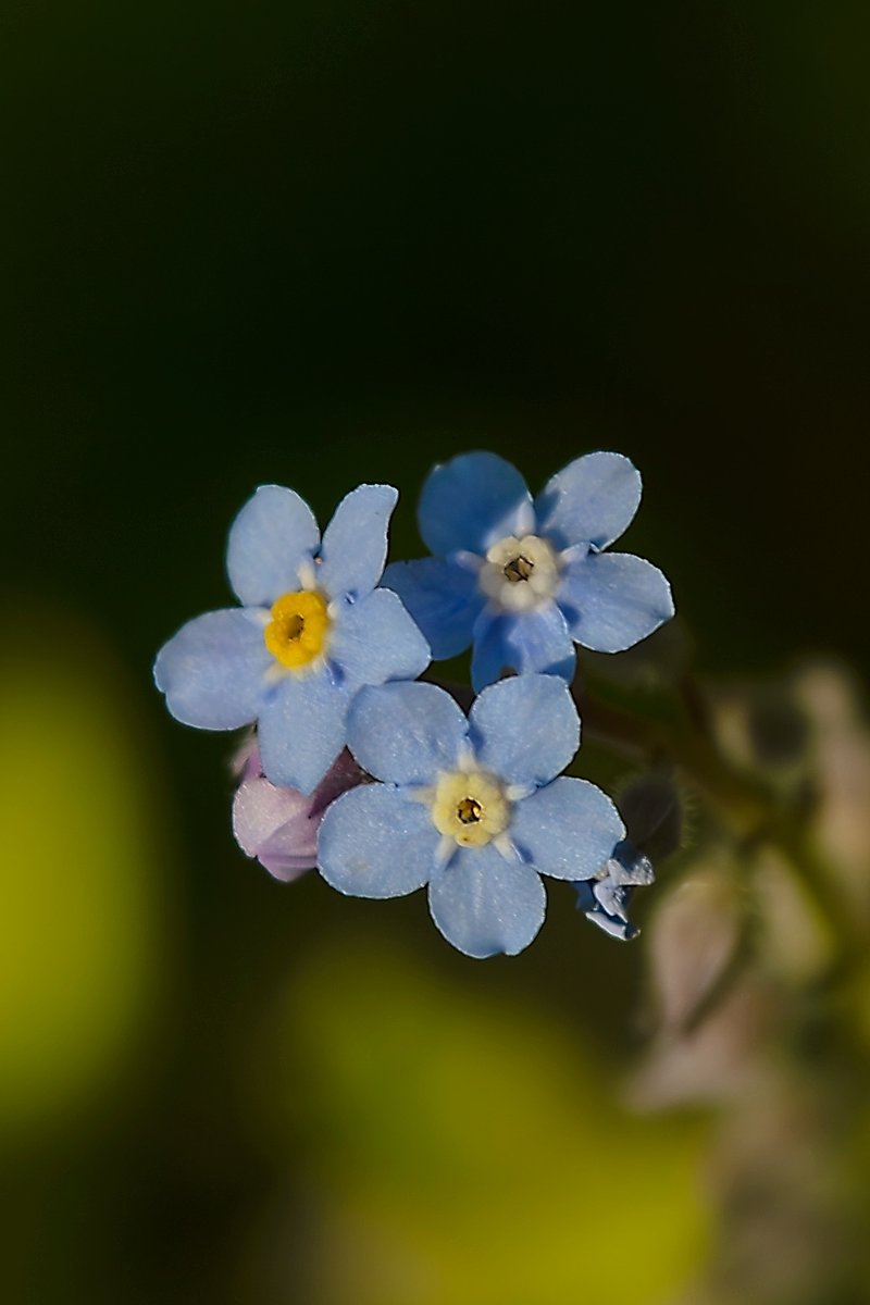 Sending you 'Forget-Me-Nots'.... #EastBay #Mayflowers