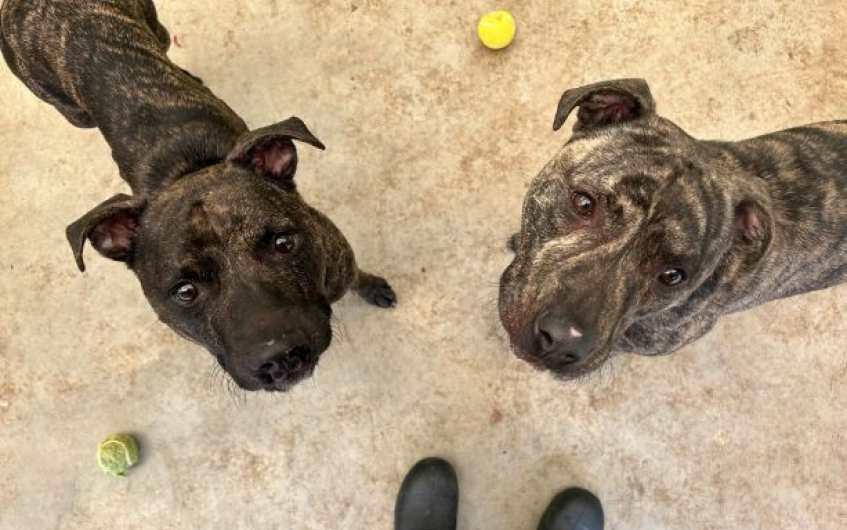 Please retweet to help Chunk and Bert find a home together #LANARKSHIRE #SCOTLAND #UK BONDED PAIR, AGED 1-2, AVAILABLE FOR ADOPTION SSPCA✅ This beautiful duo is the best of both worlds. Chunk loves his toys and would happily play fetch all day. Whereas Bert just wants lots of