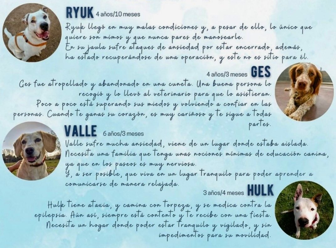 Erta2017's tweet photo. #URGENTE
#Terrassa  🆘
Cuatro chicos necesitan salir URGENTEMENTE de la protectora.
Los 4 lo pasan muy mal ( Hulk,  Valle, Riuk y Ges)por su ansiedad, provocada por los ladridos de los otros perros.
      #adoptar es salvarlos.
Cto: @ProtectoraTrrss https://t.co/y1yCnXSwGW