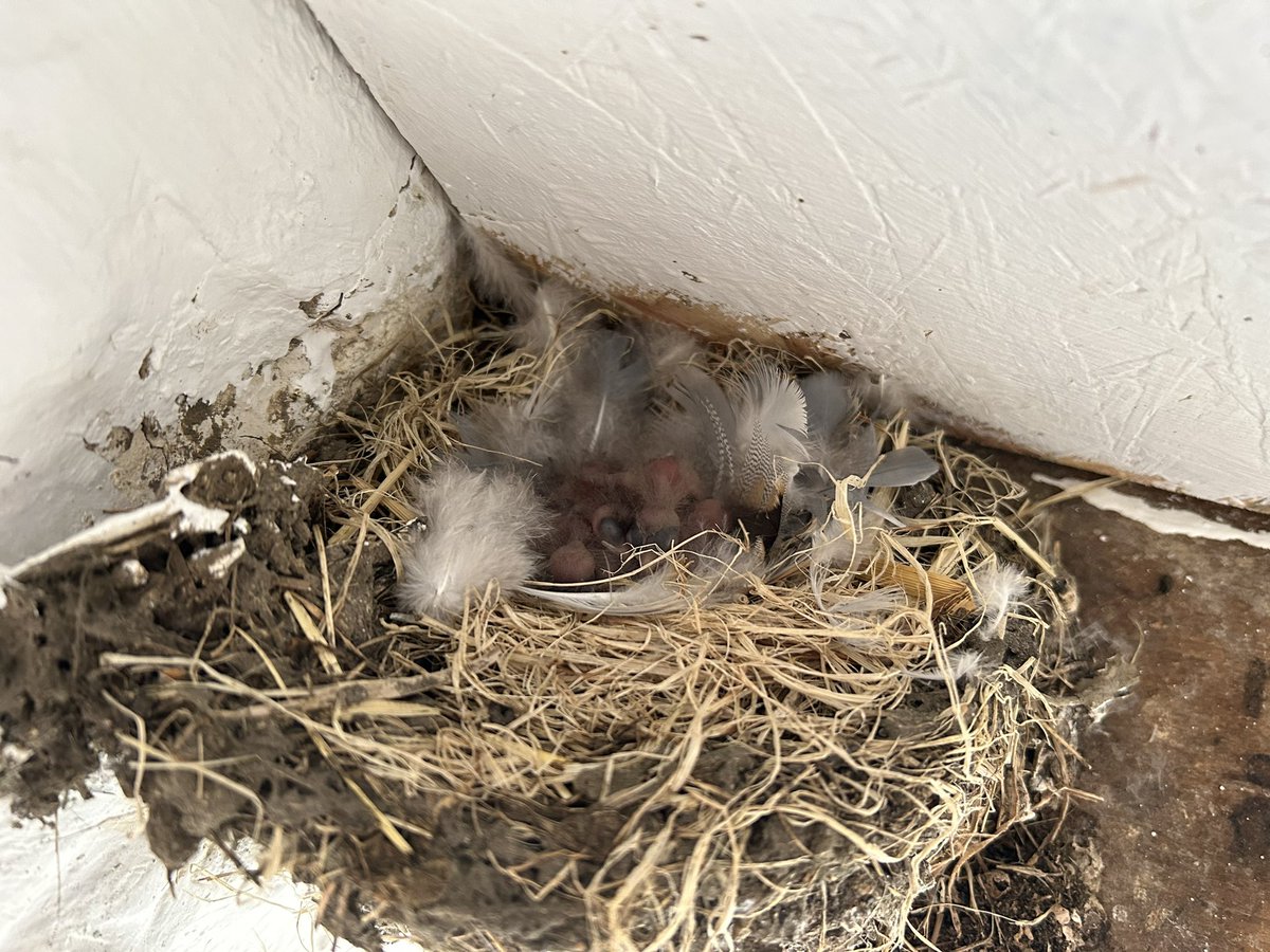 Swallow nesting surveys were in full swing this week, with three farmyards checked and nests monitored for the @_BTO nest record scheme. A range of nesting stages were observed, mostly with eggs or young, although one pair has already successfully fledged a brood of five chicks!