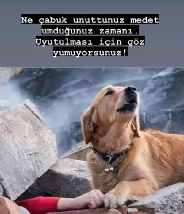 Sühendan Karaomeroglu (@shendankar47352) on Twitter photo 