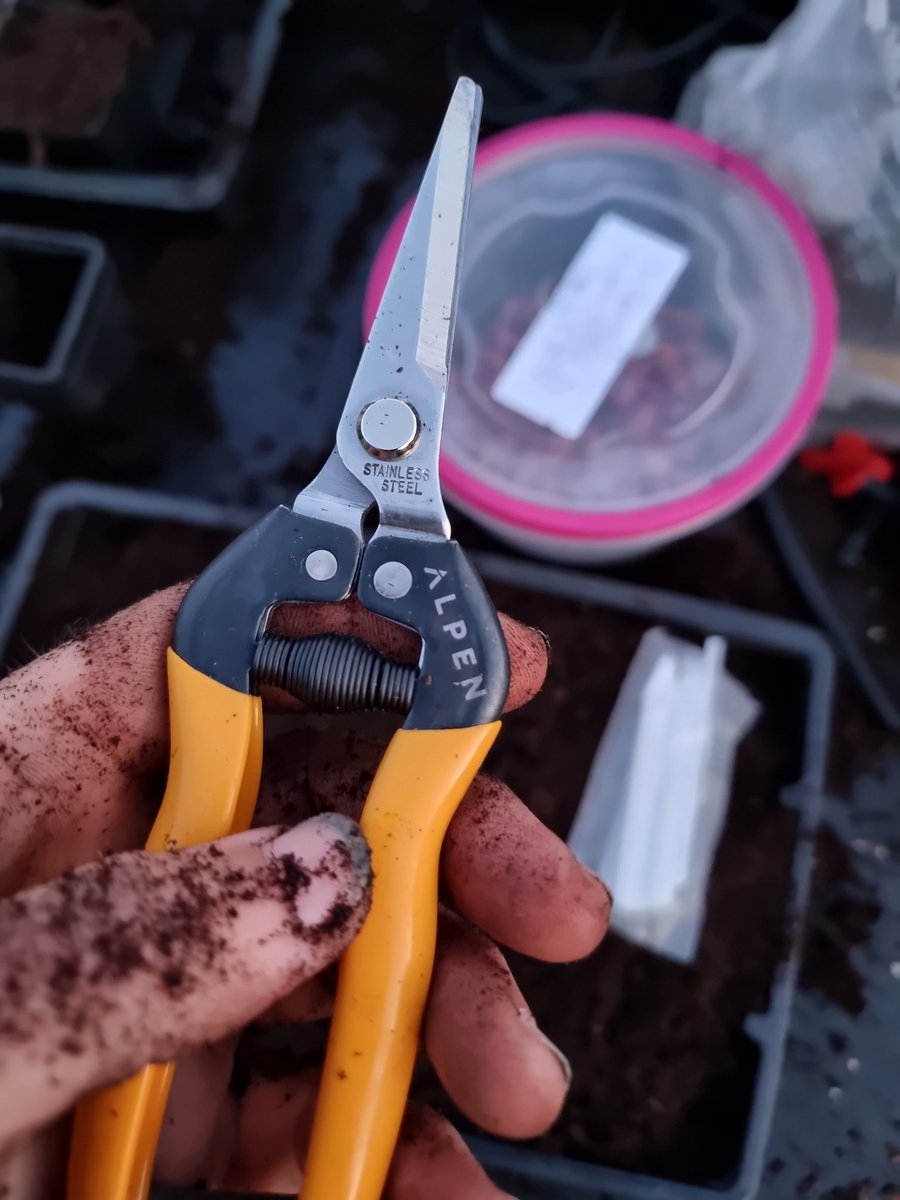 More snipping and planting up seeds this evening... @burtonmccallltd love these new snips from Alpen #alpentools #alpengardening #alpen #swisstools