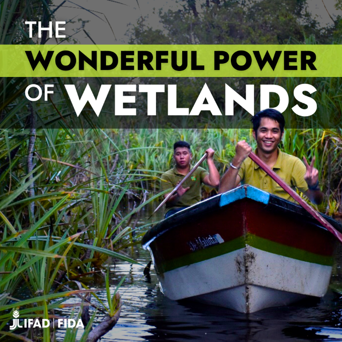 🌊Wetlands are essential for biodiversity and rural well-being!

Discover how communities in #Indonesia, #Angola, and #Bangladesh are safeguarding peatlands, fish ponds, and mangroves with @IFAD 's support.

➡️tinyurl.com/3b7xym5h